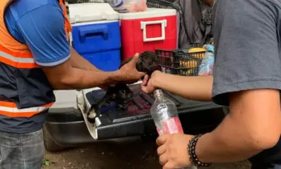 Suman 8 monos saraguatos fallecidos al sur de Veracruz