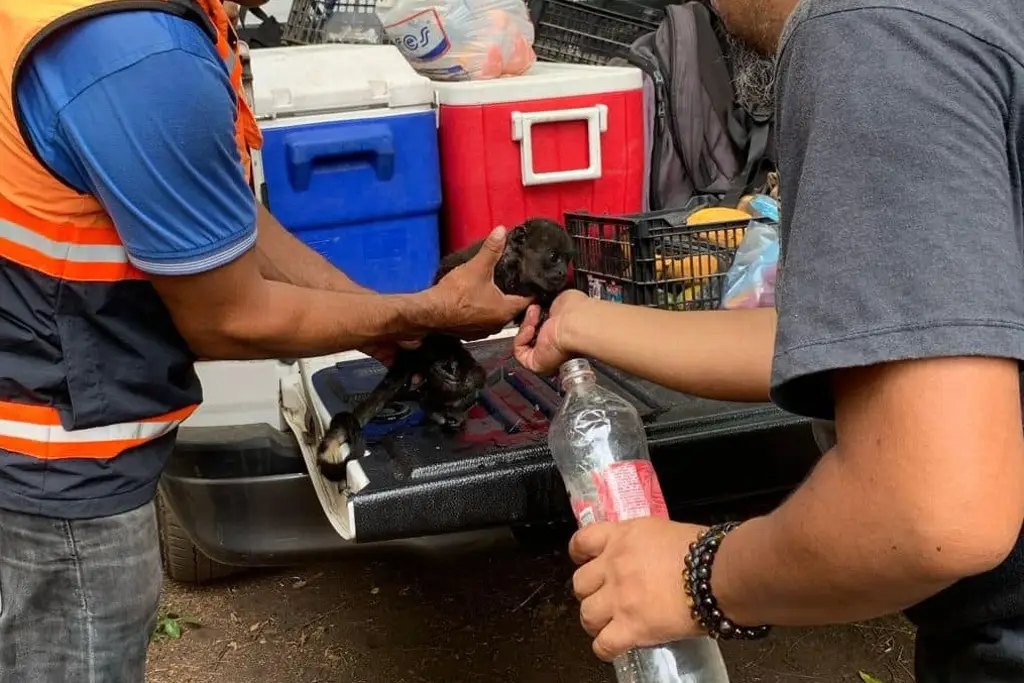 Suman 8 monos saraguatos fallecidos al sur de Veracruz