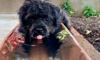 «Golpes de calor» ha cobrado la vida de mascotas en Minatitlán: veterinario