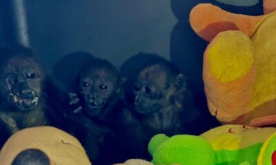 *Rescatan a tres crías de mono aullador en Hidalgotitlan; Sus madres murieron por el calor extremo*