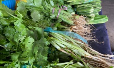 Costo del cilantro, «por las nubes»