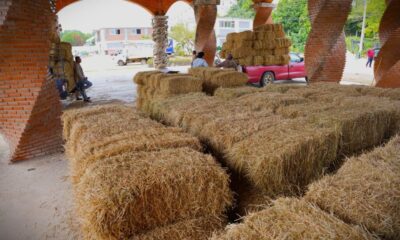 El H. Ayuntamiento de Cosoleacaque entrega pacas de forraje en apoyo a ganaderos del municipio.