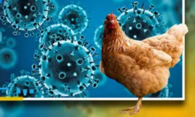 OMS confirma que primera muerte en el mundo por gripe aviar fue en México