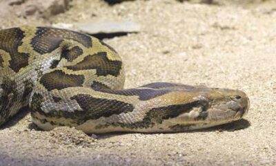 Hallan a mujer en el interior de una serpiente pitón en Indonesia; esposo descubre el cuerpo