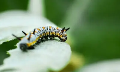 Gusano barrenador mata a una mujer; se han detectado 7 casos