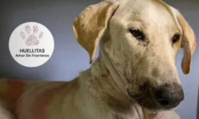 Muere Muñeco, perrito al que encontraron con la lengua destruida e intentaron salvar: «luchó hasta el final»