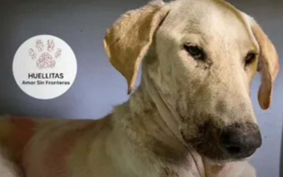 Muere Muñeco, perrito al que encontraron con la lengua destruida e intentaron salvar: «luchó hasta el final»