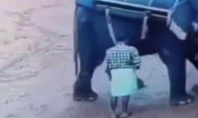 Elefante aplasta a domador hasta matarlo en safari ilegal de la India; captan