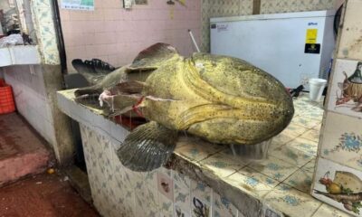 Capturan enorme cherna de 74 kilogramos en Coatzacoalcos