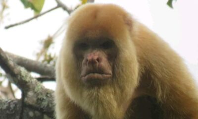 🐒 Aparece mono aullador de fase clara en la Reserva de la Biósfera de Los Tuxtlas