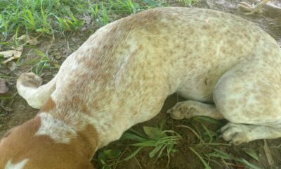 *”Yo solo quiero justicia para mi perro”; dueña de Max asesinado de un balazo en la zona rural de Minatitlán*