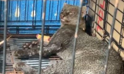 En Coatzacoalcos resguardan a jaguarundi que fue atropellado en la carretera antigua a Minatitlán