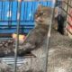 En Coatzacoalcos resguardan a jaguarundi que fue atropellado en la carretera antigua a Minatitlán