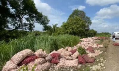Heroísmo ciudadano en la autopista Acayucan-Cosoleacaque: Comunidad ayuda a rescatar cargamento de cebolla tras volcadura de tráiler