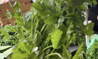 Campo veracruzano se queda sin mano de obra; muchos emigran al norte: campesinos de Minatitlán