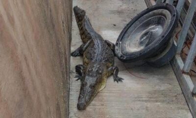 Reptiles reclaman sus espacios naturales en Cosoleacaque