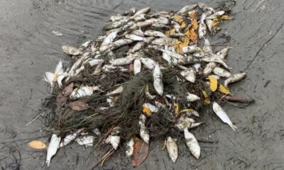 Aparecen cientos de peces de especie sardina muertos en la laguna de la ostión en la zona sur de Veracruz.