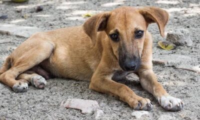 Esterilización, respuesta inmediata para combatir abandono de canes y gatos: asociación “Salvando Huellitas Minatitlán”