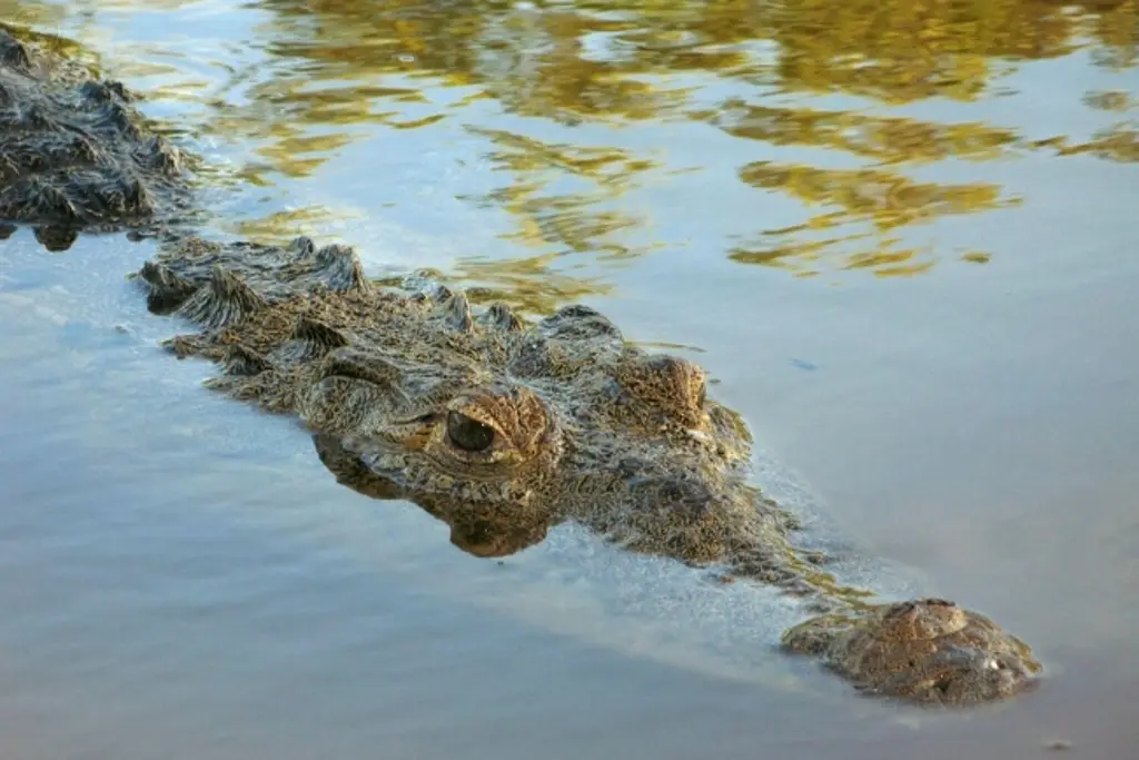 Sacrifican al cocodrilo que mató a una niña que nadaba en el río