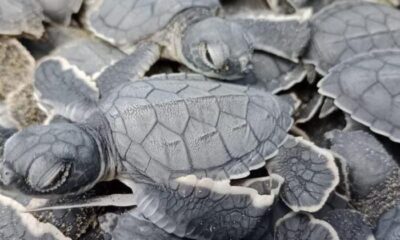 🐢Vigilan periodo de anidación de tortugas marinas en la Costa de #LosTuxtlas