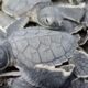 🐢Vigilan periodo de anidación de tortugas marinas en la Costa de #LosTuxtlas