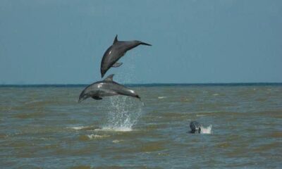 Avistamiento de delfines en Coatzacoalcos causa sensación en redes sociales.
