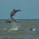Avistamiento de delfines en Coatzacoalcos causa sensación en redes sociales.