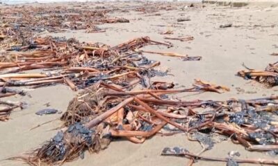 Recalan residuos de hidrocarburo en playas de Coatzacoalcos