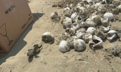 *Exhuman nido de tortugas marinas en coatzacoalcos para salvar crías atrapadas*