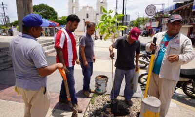 El H. Ayuntamiento de Cosoleacaque refuerza programa de reforestación en el municipio.