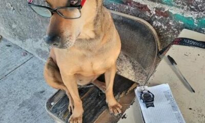 TIEMBLAN LOS CHECADORES DE LAS RUTAS «CANELA” LA PERRITA QUE SE VOLVIÓ CHECADORA DE COMBI EN PACHUCA