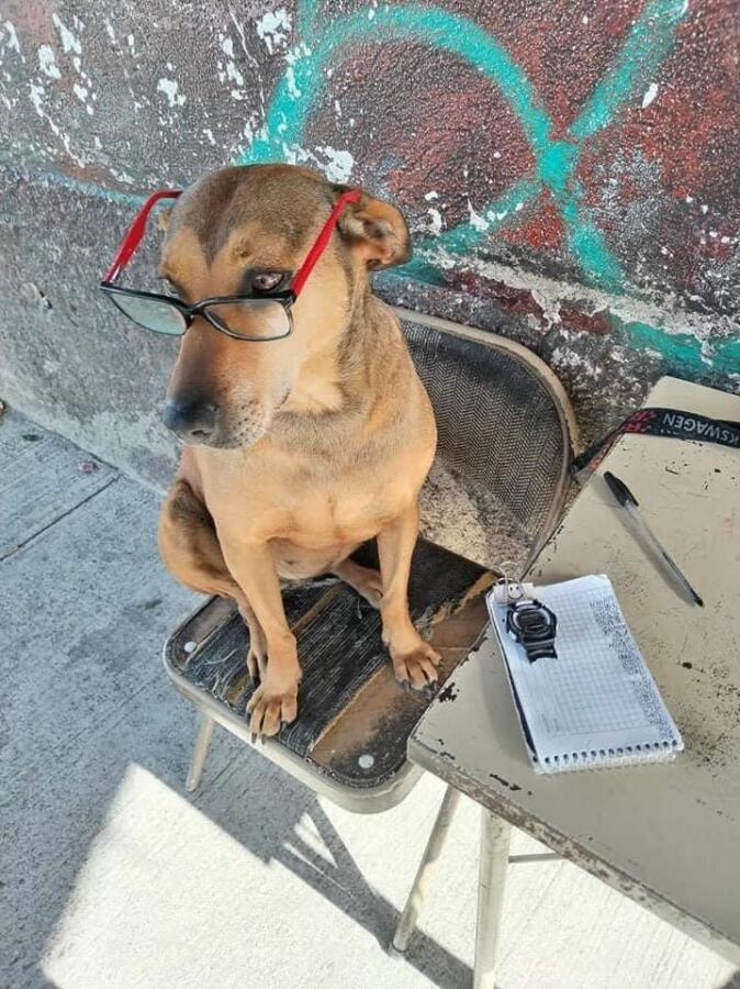 TIEMBLAN LOS CHECADORES DE LAS RUTAS «CANELA” LA PERRITA QUE SE VOLVIÓ CHECADORA DE COMBI EN PACHUCA