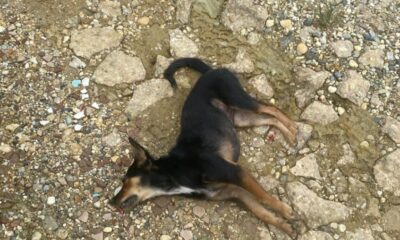 Sujeto está acabando con mascotas en Arroyo Blanco Moloacan