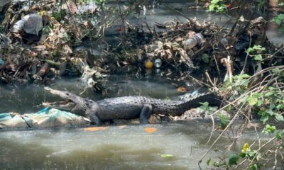 *Captan a un cocodrilo tomando el sol en un canal de aguas negras en Minatitlán*