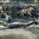 *Captan a un cocodrilo tomando el sol en un canal de aguas negras en Minatitlán*
