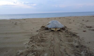 🐢Vigila Reserva de la Biosfera de #LosTuxtlas, 9 campamentos tortugueros con cerca de 2 mil anidaciones