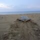 🐢Vigila Reserva de la Biosfera de #LosTuxtlas, 9 campamentos tortugueros con cerca de 2 mil anidaciones