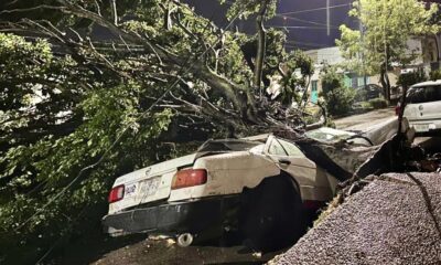Pareja se salvó de milagro de ser aplastados por enorme árbol en Coatzacoalcos; su vehículo quedó partido en dos