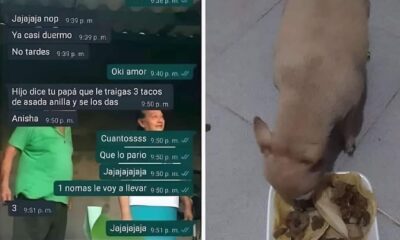 PIDE “TACOS” PARA SU PERRO, PERO SIN CEBOLLA; PORQUE LE HACEN DAÑO