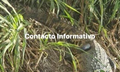 Avistamiento de cocodrilo de dos metros en Minatitlán causa alarma entre vecinos