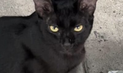 Le prohíben la entrada al OXXO a este gatito por deber 0 pesos en comida para perro que se roba.