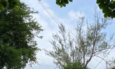 ENORMES PINOS DE 40 METROS DE ALTURA REPRESENTAN PELIGRO PARA VECINOS DE LA CALLE 23 DE LA COLONIA PETROLERA: PIDEN EL APOYO DE LA AUTORIDAD