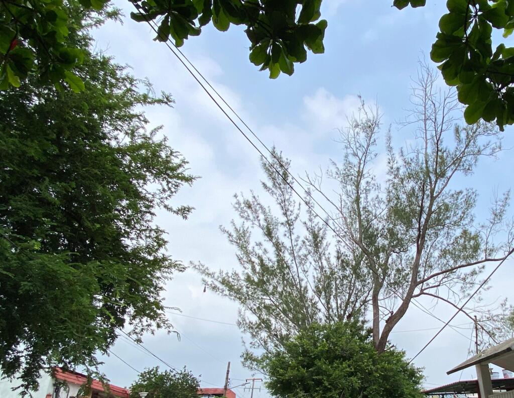 ENORMES PINOS DE 40 METROS DE ALTURA REPRESENTAN PELIGRO PARA VECINOS DE LA CALLE 23 DE LA COLONIA PETROLERA: PIDEN EL APOYO DE LA AUTORIDAD