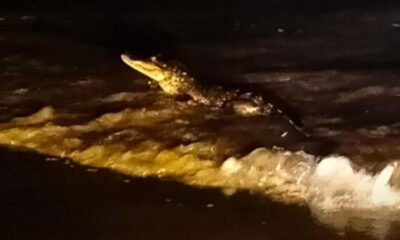 Avistan cocodrilo en playas del Río Coatzacoalcos, en la colonia Puerto Esmeralda.