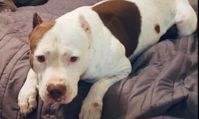 Familia de Minatitlán ofrece recompensa de 20 mil pesos por información sobre «Bruno», perro pitbull desaparecido