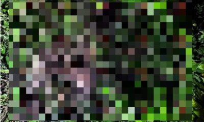 Encuentran c43rp0 de masculino d3snud0 y con huellas de v!0l3nc!@ en Catemaco