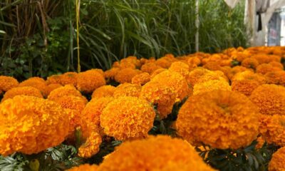 Entre crisis e inundación, continúa la venta de flores de cempasúchil en Minatitlán