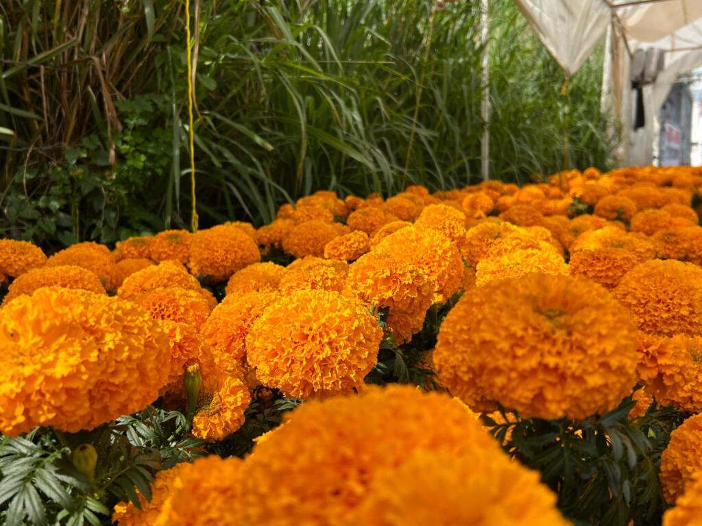 Entre crisis e inundación, continúa la venta de flores de cempasúchil en Minatitlán