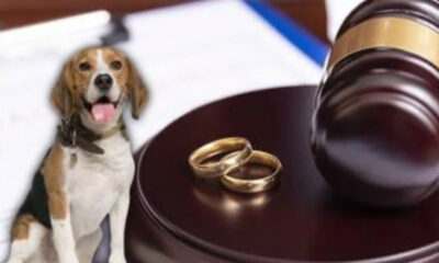 Diputado de Morena presenta en San Lázaro iniciativa para determinar custodia de mascotas en casos de divorcio