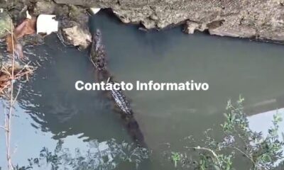 Manada de lagartos invade arroyo “Acotope” en la colonia Chapala; genera temor entre vecinos